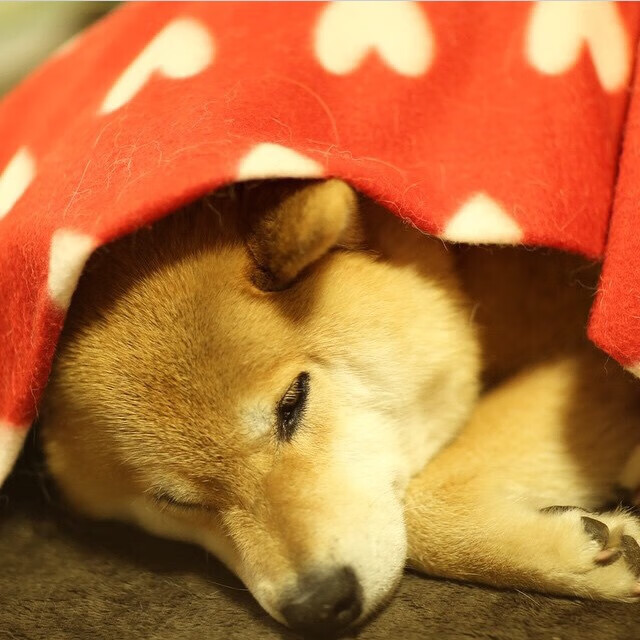 火箭破墙,当伦纳德化身冷静的拆墙人