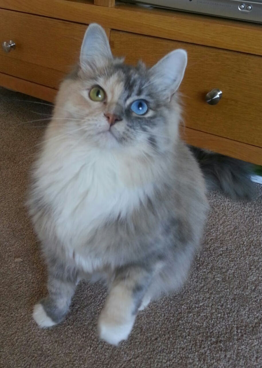 米切尔的刀刃时刻，独行侠对阵凯尔特人的致命杀伤