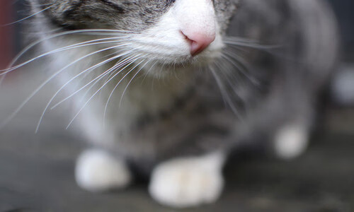 悬念拉满！巴拉圭单节定乾坤，凯恩化身救世主一球封神